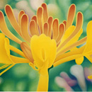 Ranieri Wanderlingh Naturalismi